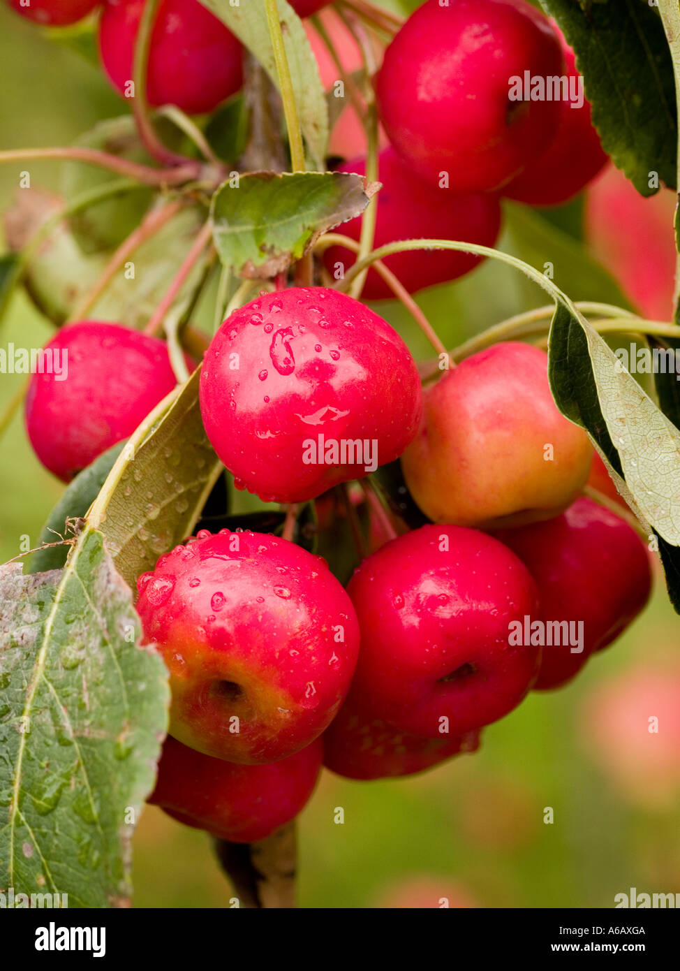 Fruchtkörper Malus, Zierapfel-Baum Früchte reifen Sommer wächst in Trauben Stockfoto