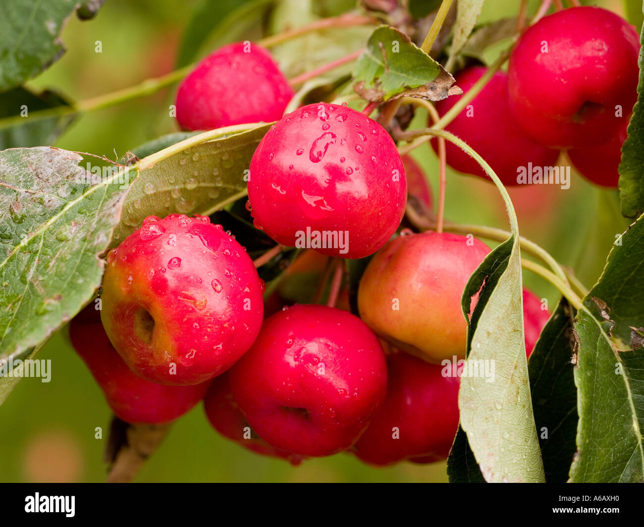 Fruchtkörper Malus, Zierapfel-Baum Früchte reifen Sommer wächst in Trauben Stockfoto