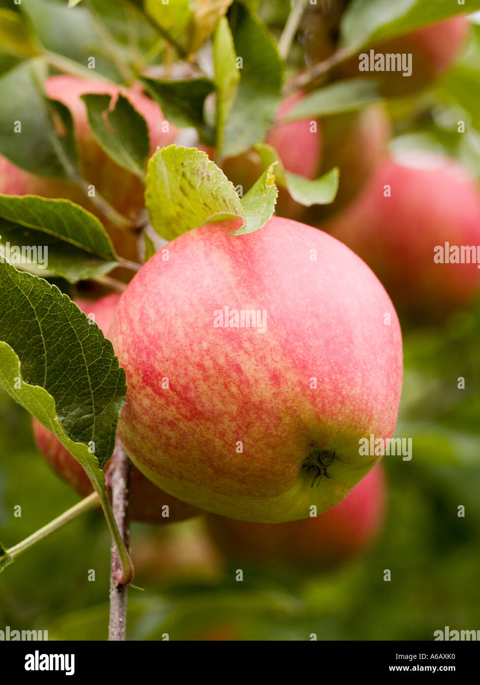Fruchtung Malus Gala Apfelbaum Früchte reifen Sommer in einem Obstgarten Stockfoto