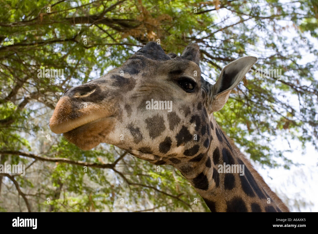 Leiter der domestizierten Giraffe Giraffa Plancius bei Haller Park Bamburi Cement in der Nähe von Mombasa Kenia Stockfoto