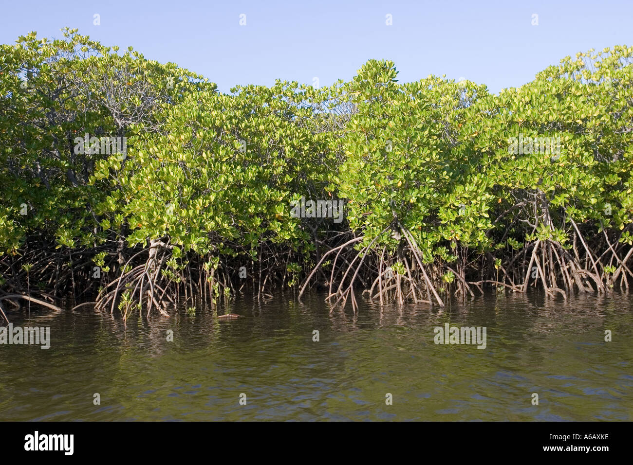Rote Mangroven entlang der Küste von Manda Island in der Nähe von Lamu, Kenia Stockfoto