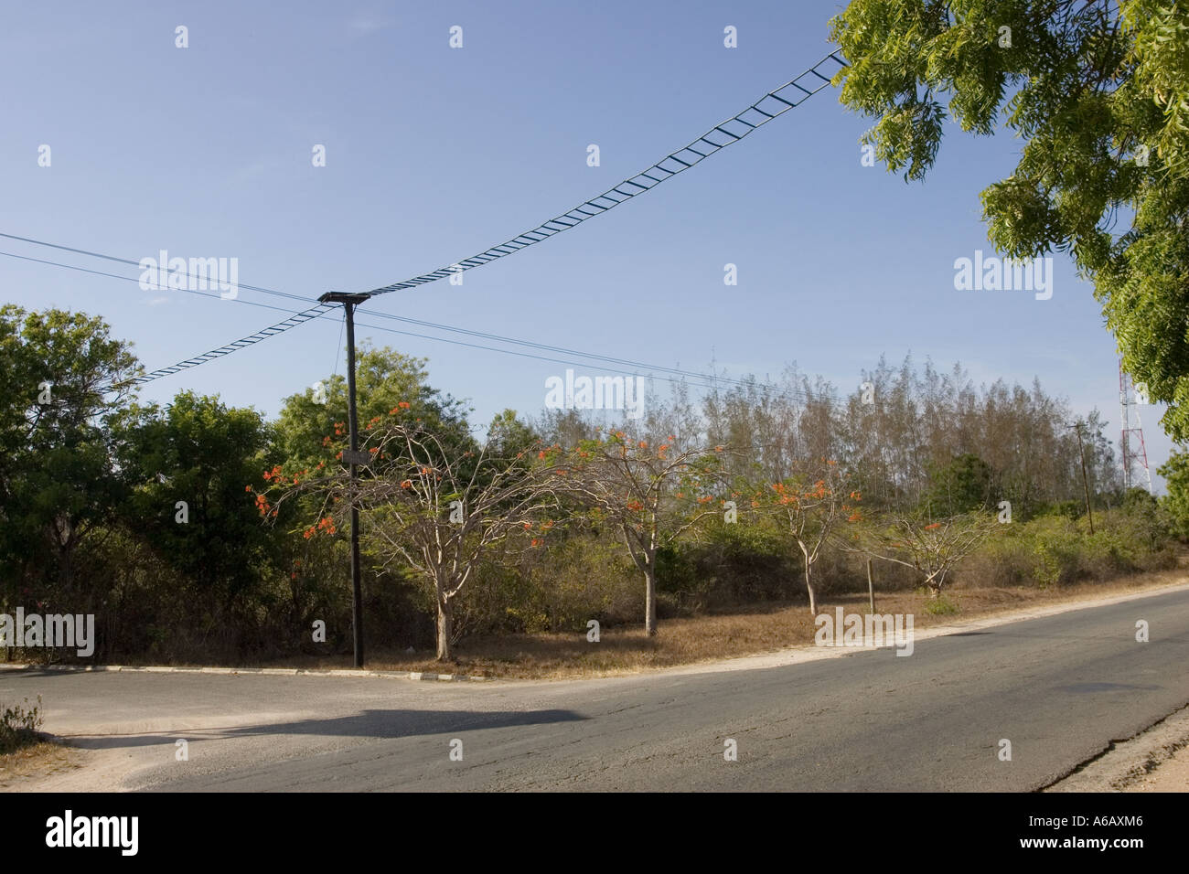 Aerial Seilbahnen oder Colobridges sind konstruiert worden, um Primaten an stark befahrenen Straßen im südlichen Kenia Diani Küste überqueren zu ermöglichen Stockfoto