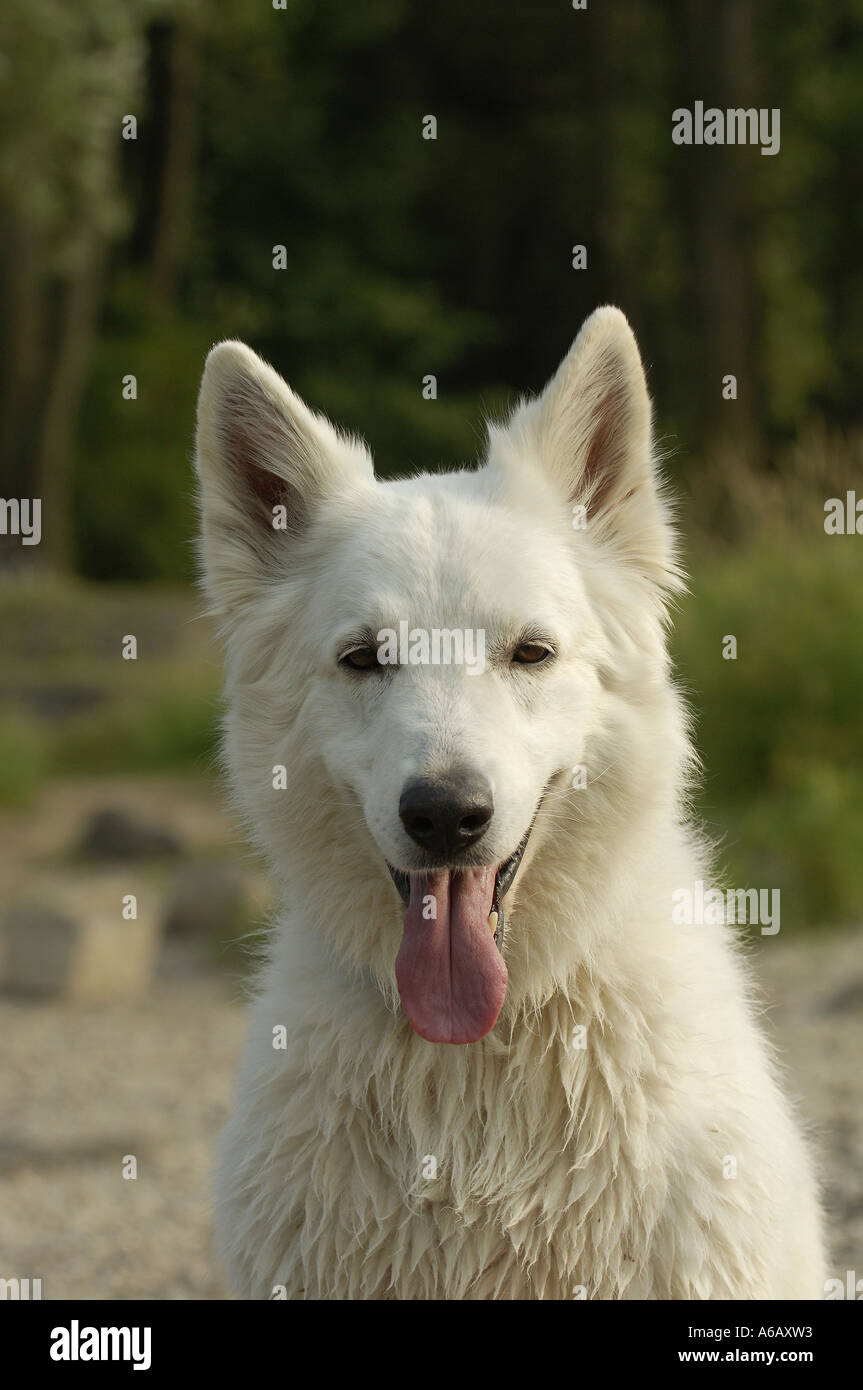 Unterschied Kanadischer Und Schweizer Schäferhund Kanadischer schäferhund -Fotos und -Bildmaterial in hoher Auflösung – Alamy