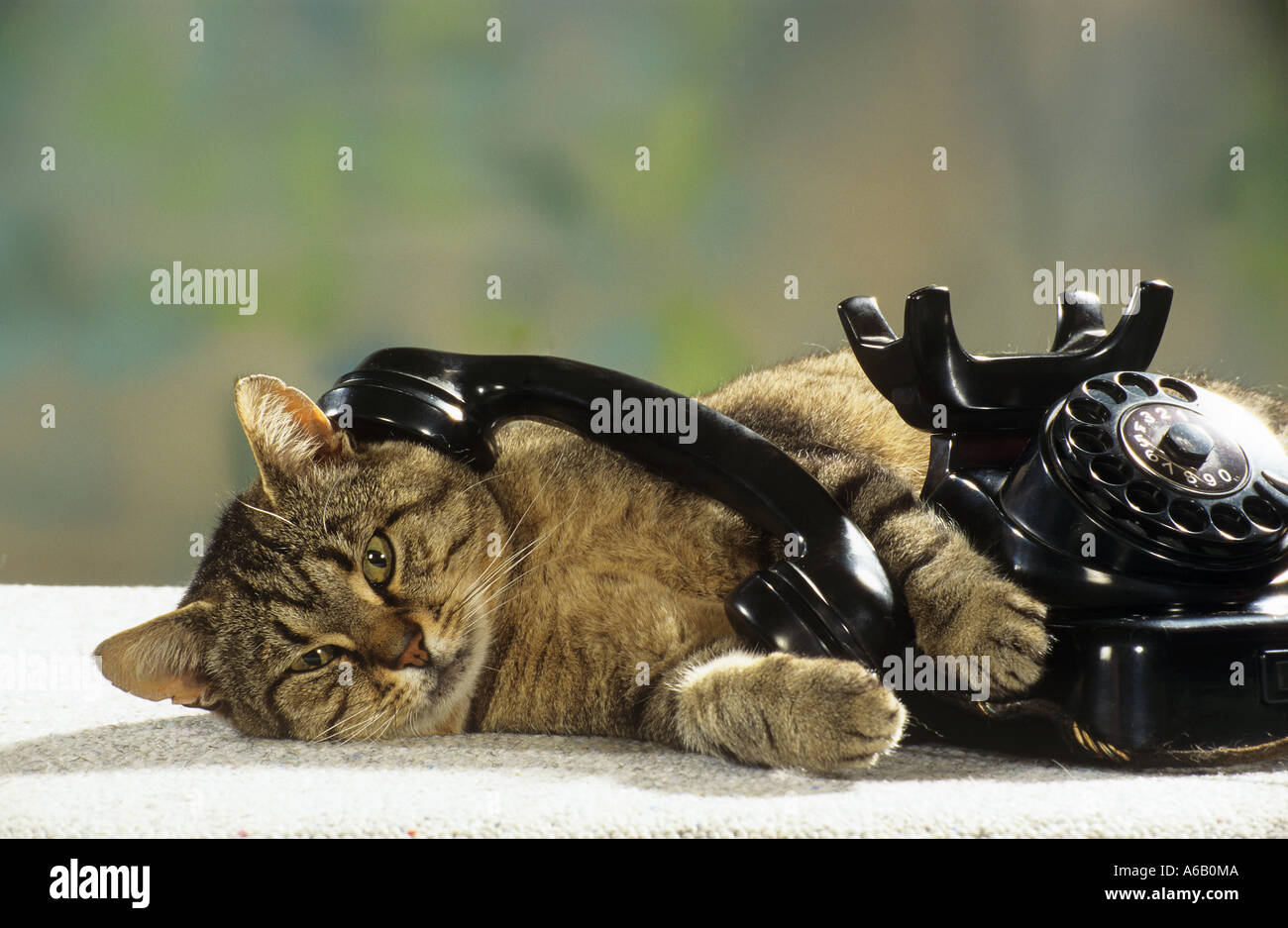Katze mit Telefon lustig Stockfoto, Bild 6582089 Alamy