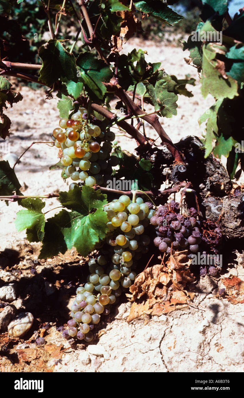 Beschädigte Weintrauben Stockfotos und -bilder Kaufen - Alamy