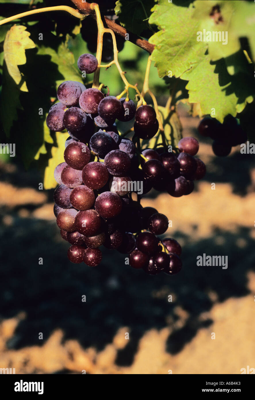 Europa Frankreich Carcasonne rote Trauben wachsen auf einem Weinstock in einem Weinberg Stockfoto