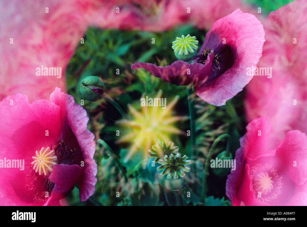 Rote Mohnblumen, Papaver-Rhoeas. Doppelbelichtung Stockfoto