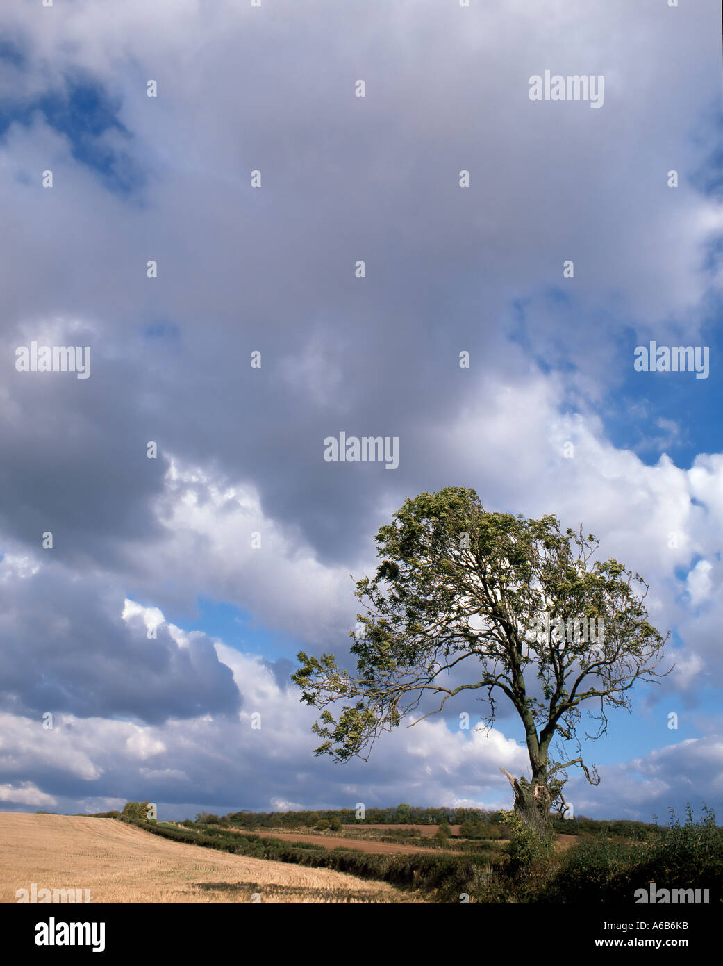 Einsamer Baum in der Landschaft Stockfoto