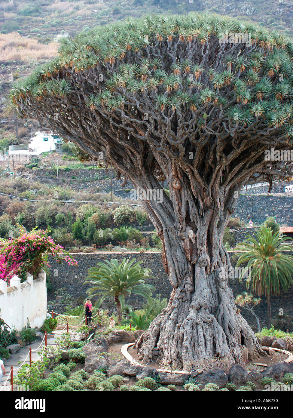 Drachenbaum von Icod de Los Vinos Teneriffa Stockfotografie - Alamy