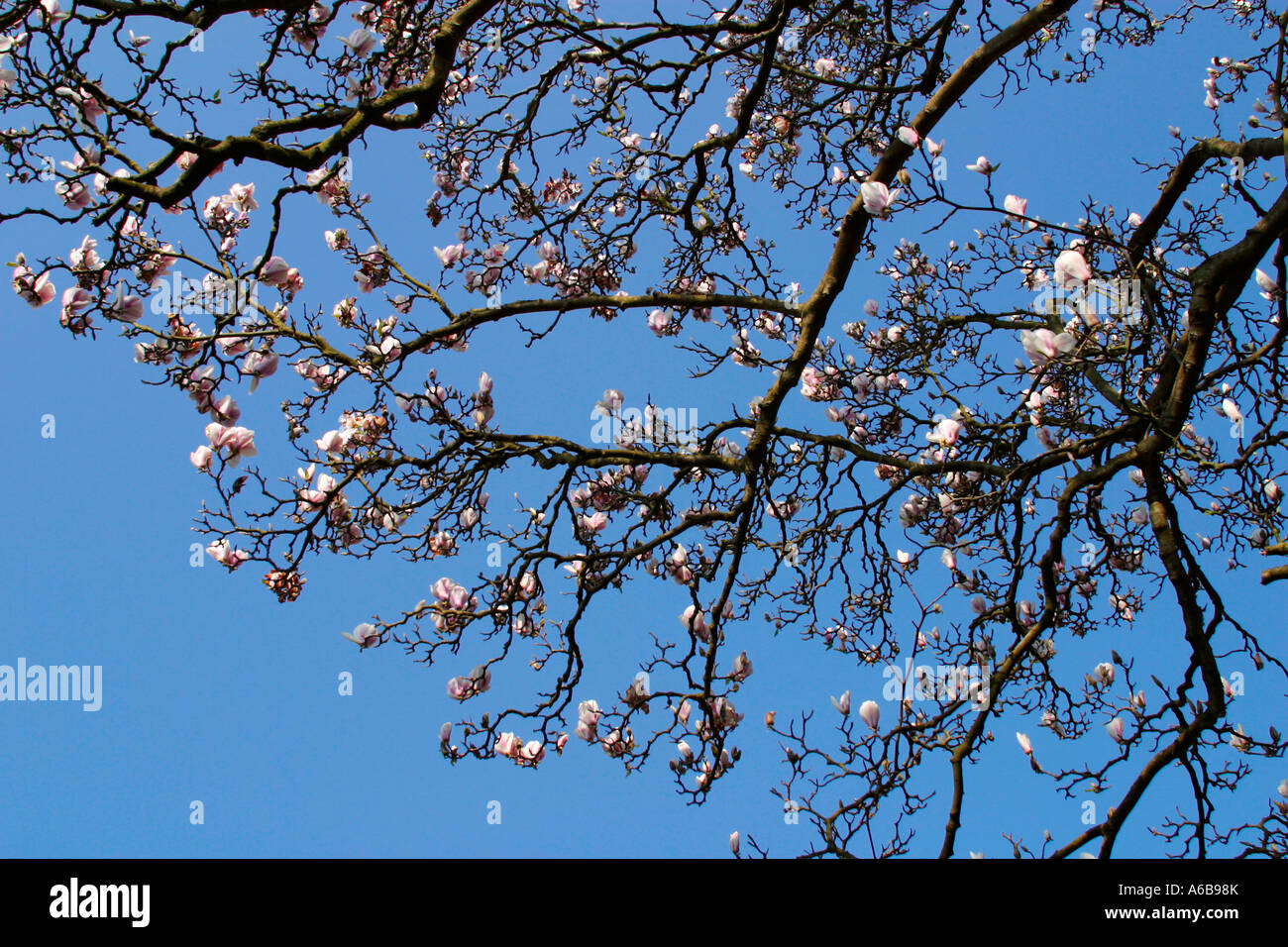 Magnolia Blossom in einen englischen Garten Stockfoto