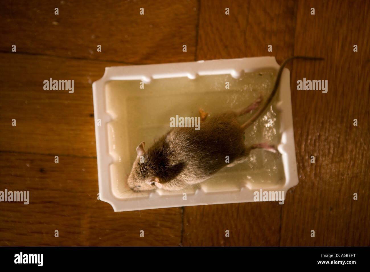 Tote Maus gefangen in einer klebrigen Leim Falle auf einem Holzfußboden Stockfoto