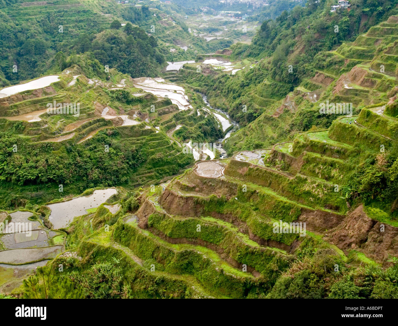 Schlamm ummauerten Reisterrassen ein arbeitsintensiv Kunststück UNESCO World Heritage Site Banuae Philippinen Stockfoto