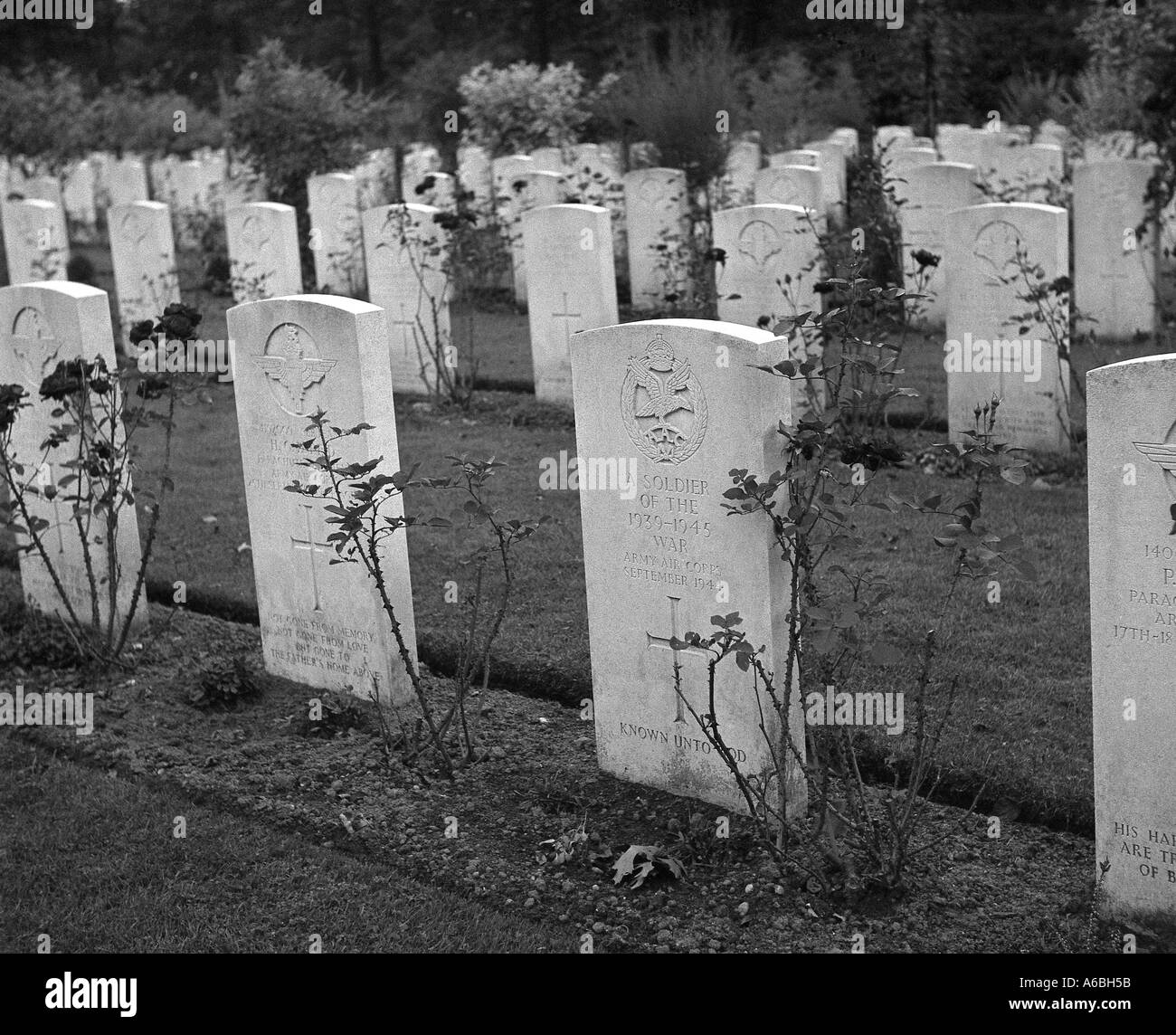 Reihe von Kriegsgräber auf dem Friedhof in Arnheim Holland Stockfoto