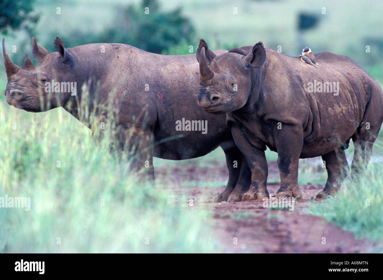 Spitzmaulnashorn (Diceros Dicornis) Stockfoto