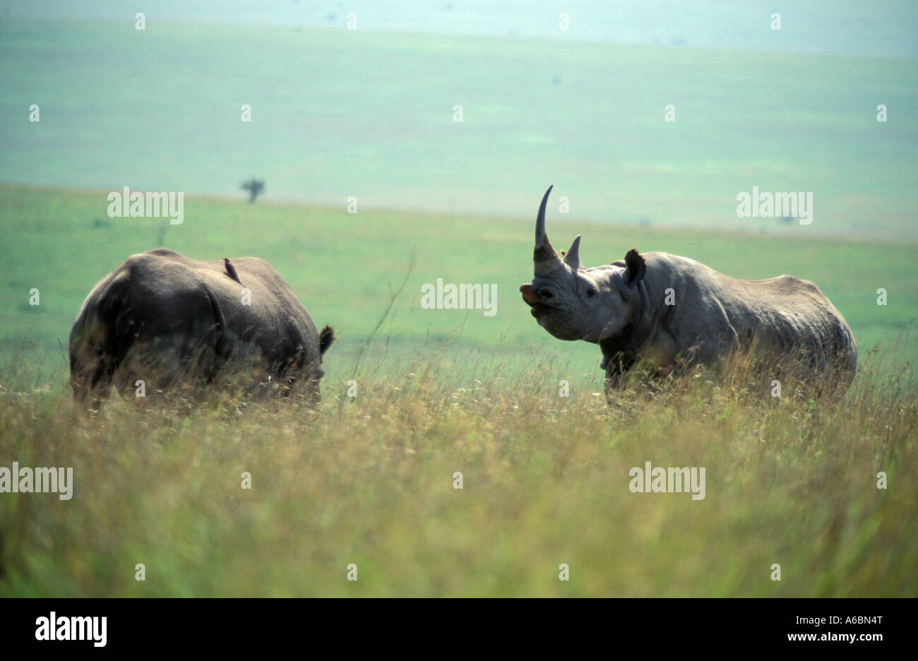 Spitzmaulnashorn (Diceros Dicornis) Stockfoto