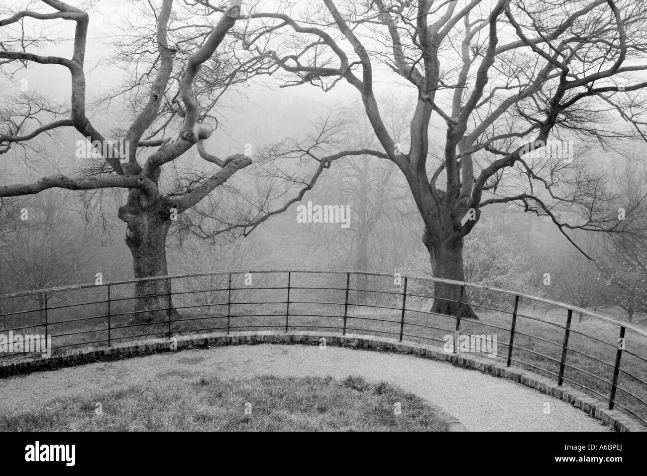 ONE TREE HILL. Zwei Bäume an einem nebligen Morgen, schoss aus der historischen Ort an der Spitze der Greenwich Park.  In Mono umgewandelt. Stockfoto