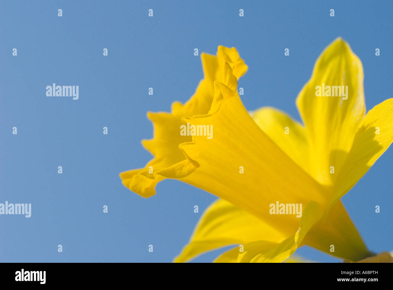 Nahaufnahme von einer Narzisse Narcissus Pseudonarcissus Stockfoto