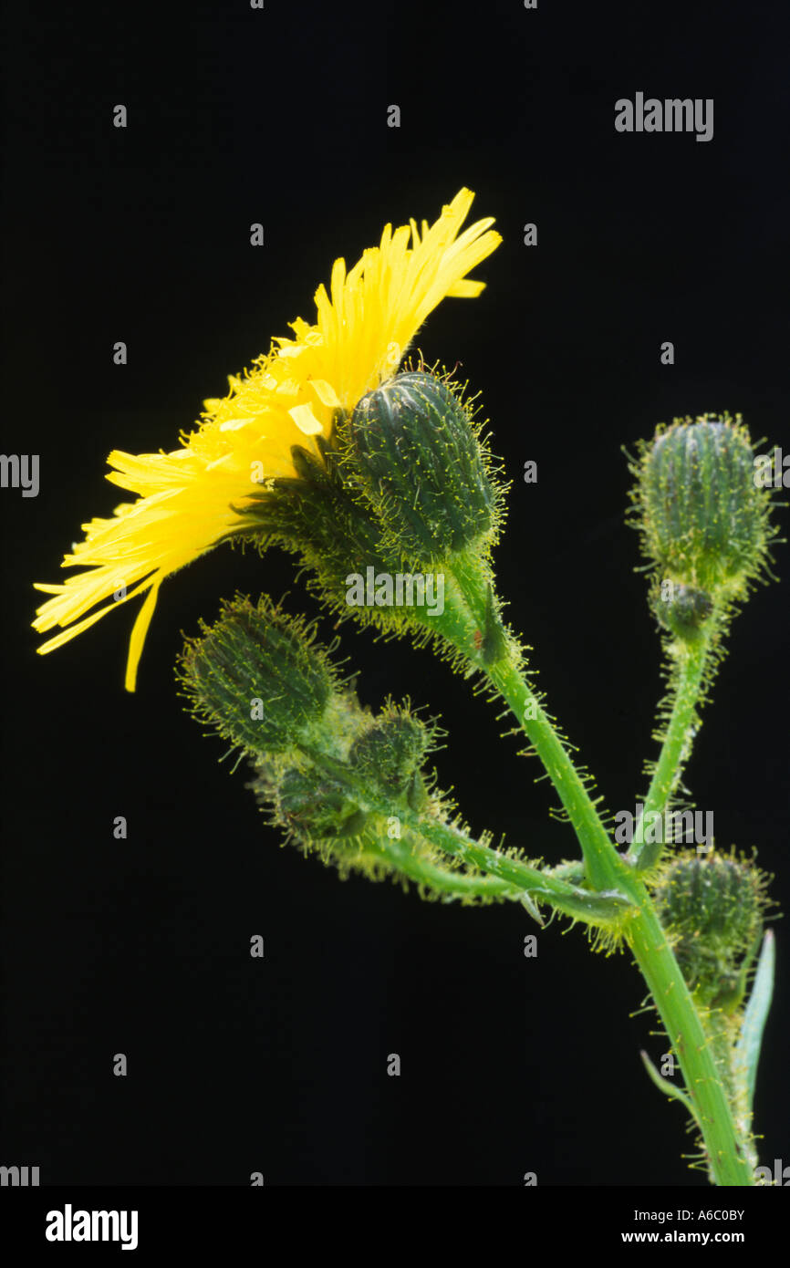 Blühende mehrjährige säen Distel (Sonchus Arvensis). Stockfoto