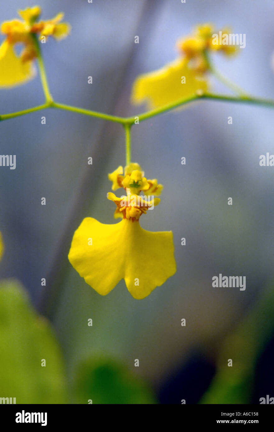 Oncidium flexuosum Stockfoto