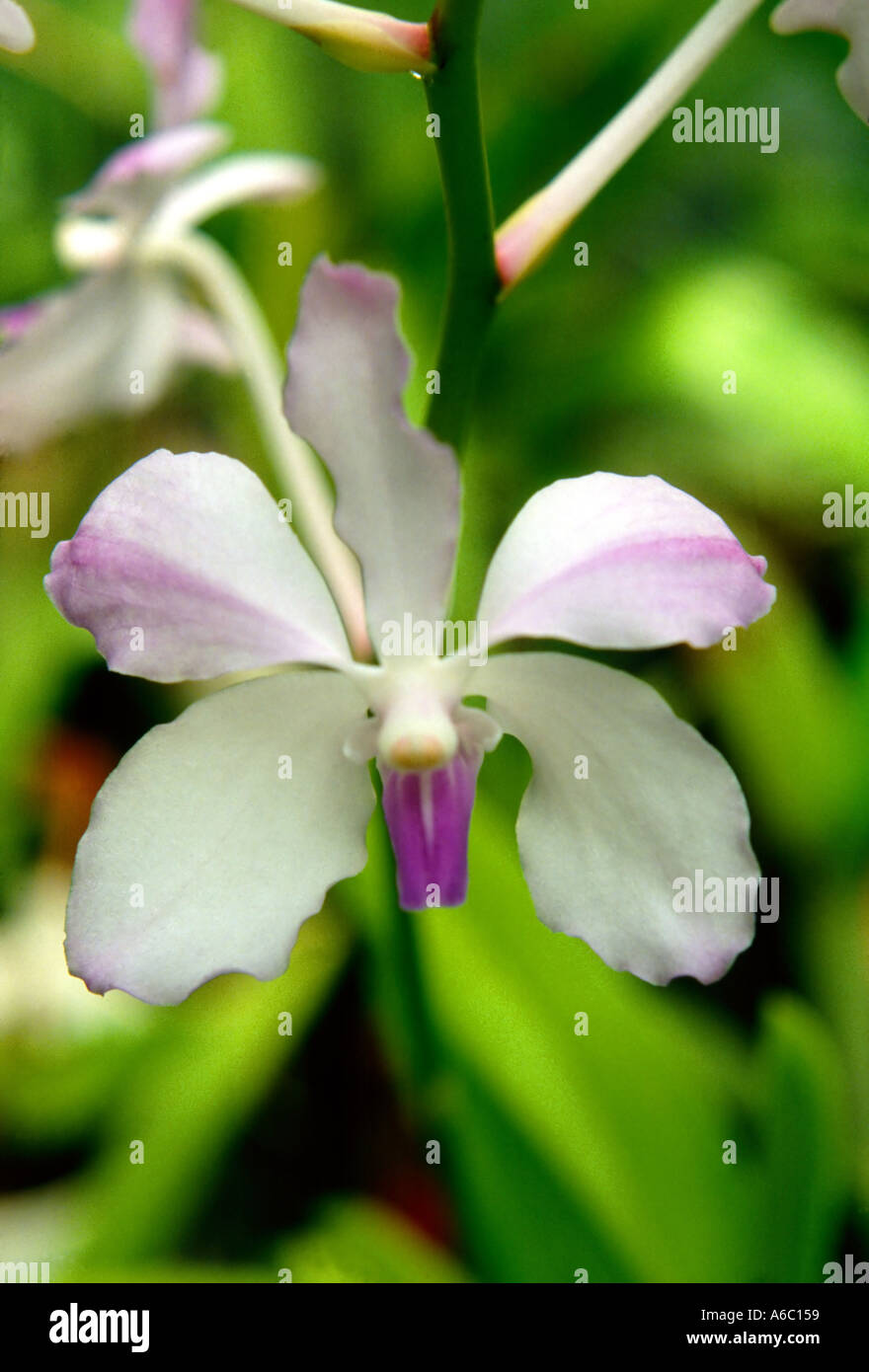 Vanda coerulea Stockfoto