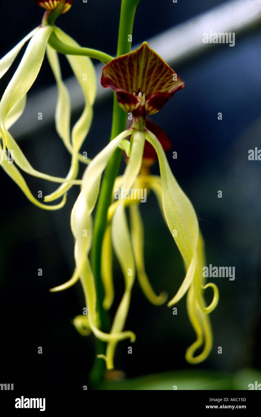 Epidendrum cochleatum Stockfoto