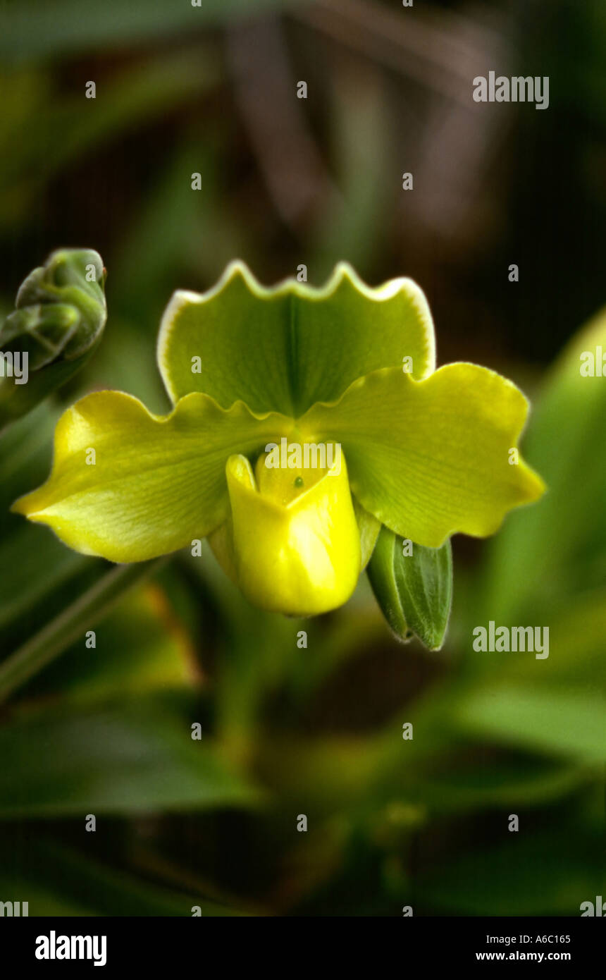 grüne Lady Slipper Orchidee Paphiopedilum Stockfoto