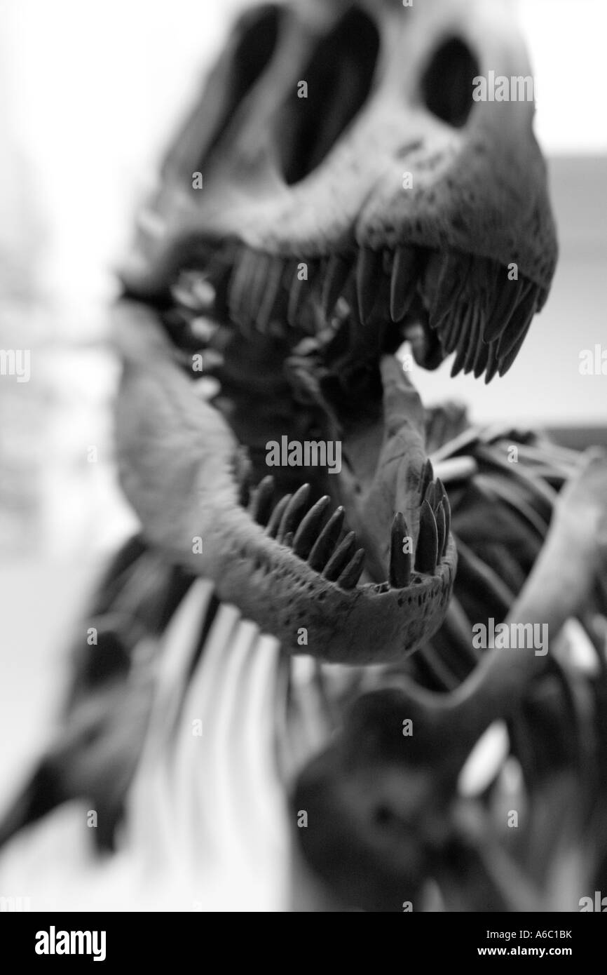 Stock Foto von das Skelett eines Tyrannosaurus Rex, zeigt seinen großen Kopf und scharfen Zähnen. Stockfoto