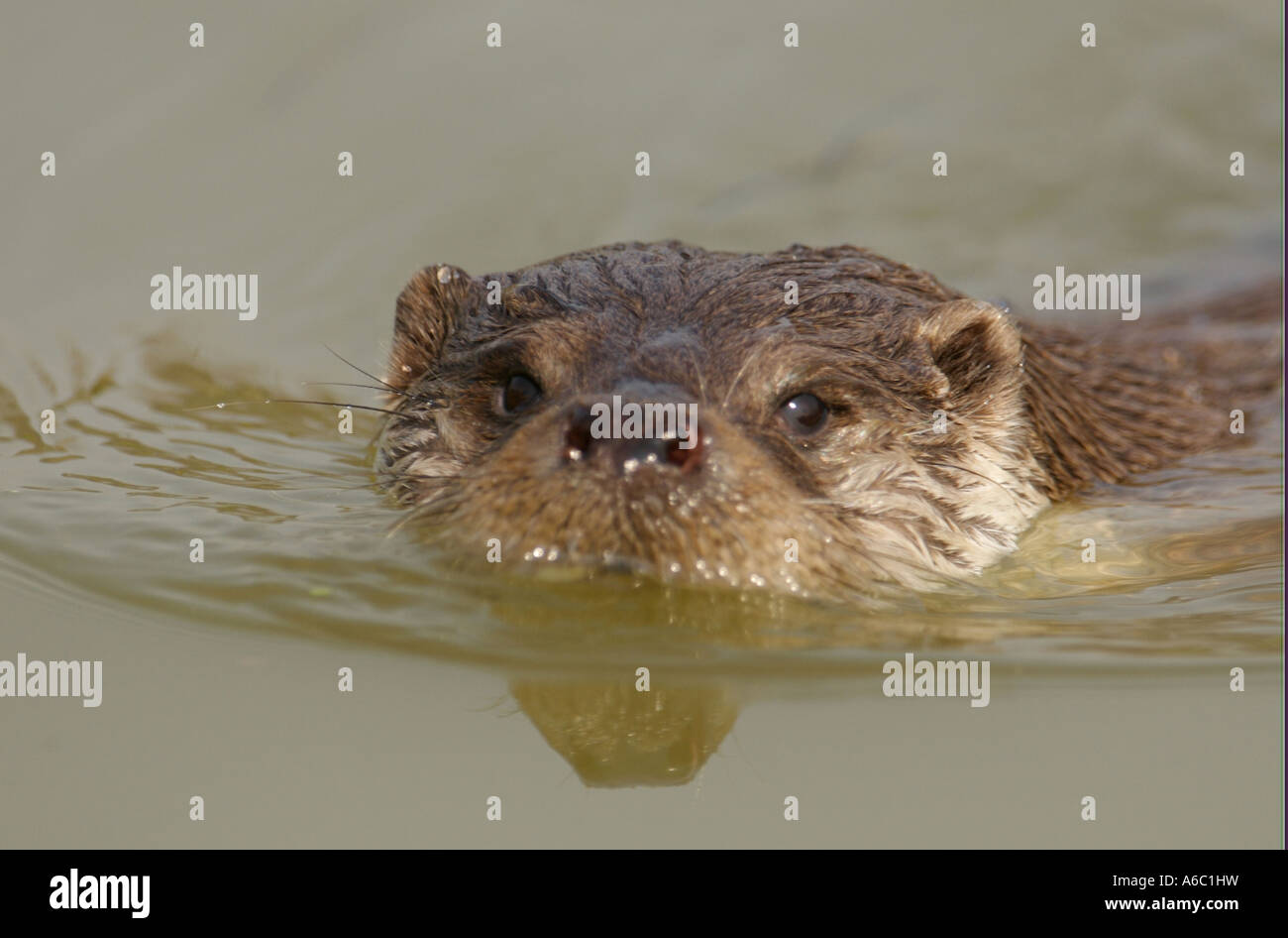 British Wildlife Centre Surrey Frühjahr 2007 Stockfoto