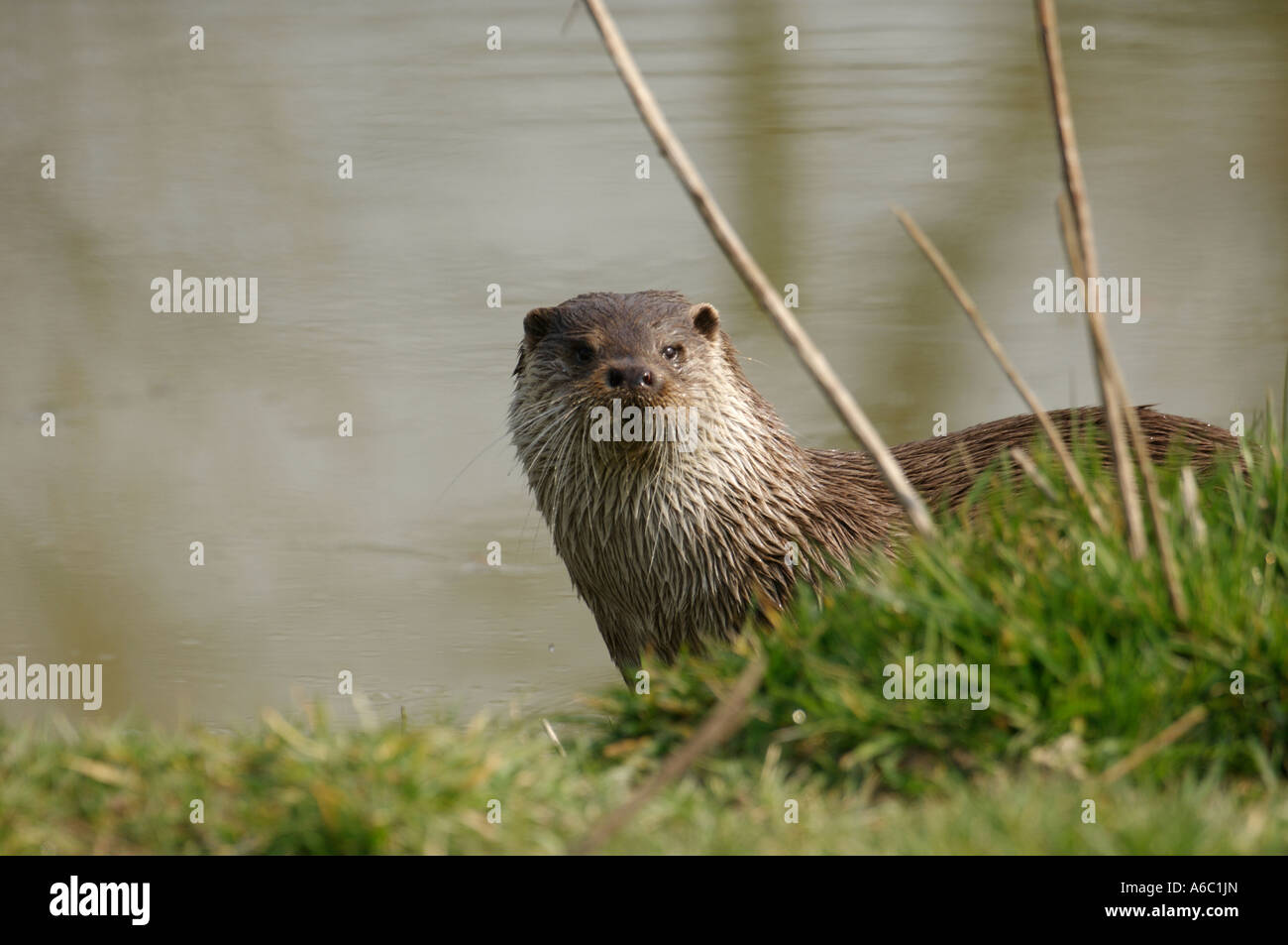 British Wildlife Centre Surrey Frühjahr 2007 Stockfoto