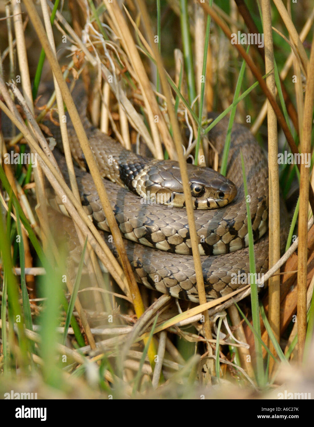 Britische Wildlife Centre Surrey Ringelnattern sind Großbritanniens größte Reptil mit Indviduals bis zu 200 cm wachsen.  Wenn Sie bedroht Stockfoto
