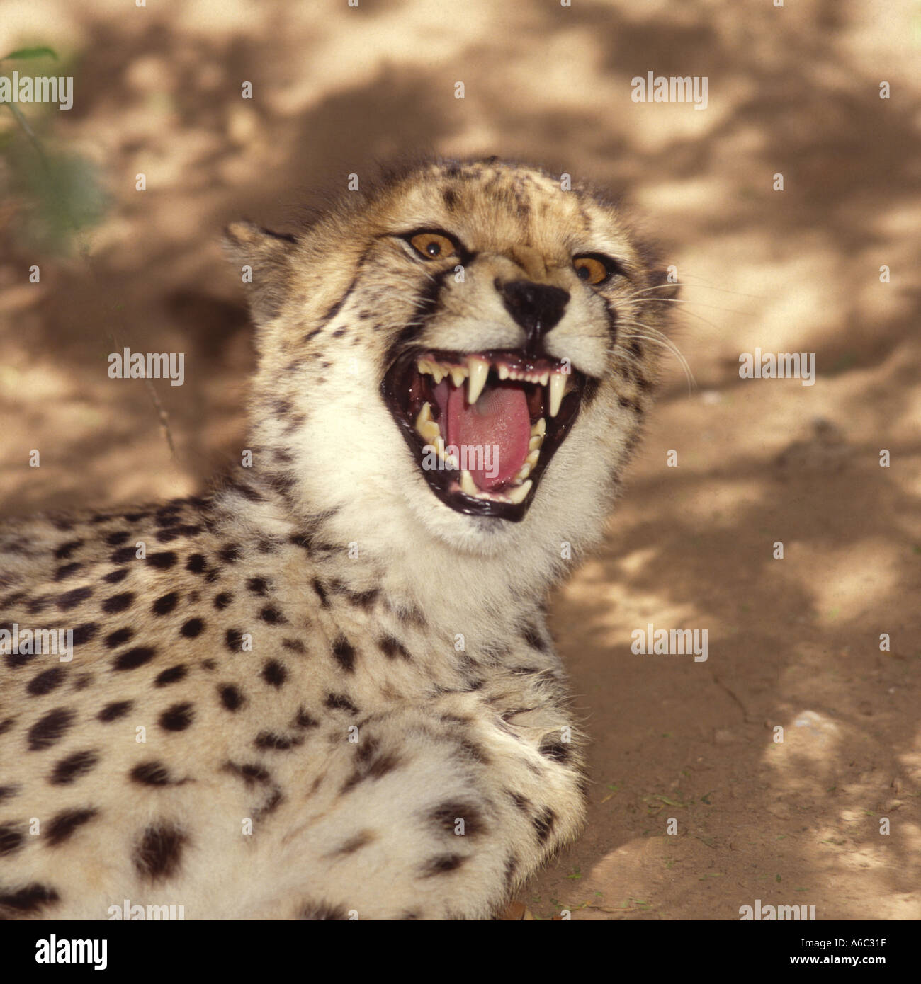 Nahaufnahme des jungen Geparden auf Boden liegend mit weit geöffneten Mund Cheetahland Oudtshoorn Little Karoo Kapprovinz in Südafrika Stockfoto