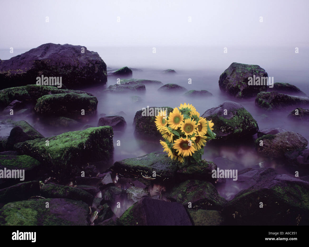Zusammensetzung der Sonnenblumen am Atlantischen Ocean Beach, Southampton, südöstlichen Suffolk County, New York, USA Stockfoto