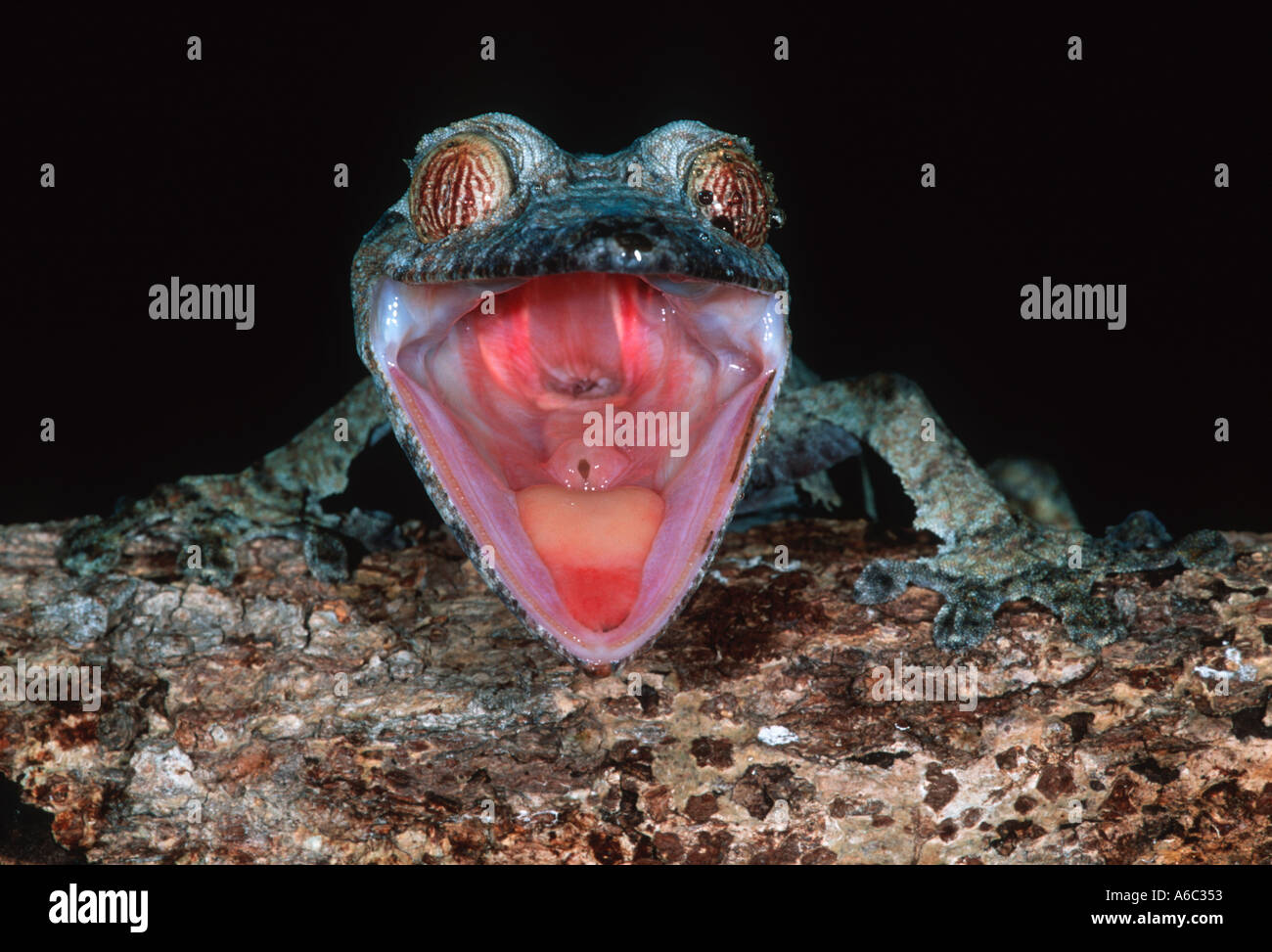 Blatt-tailed Gecko Uroplatus Fimbriatus Wenn alarmiert öffnet seinen Mund rot innen Madagaskar anzeigen Stockfoto