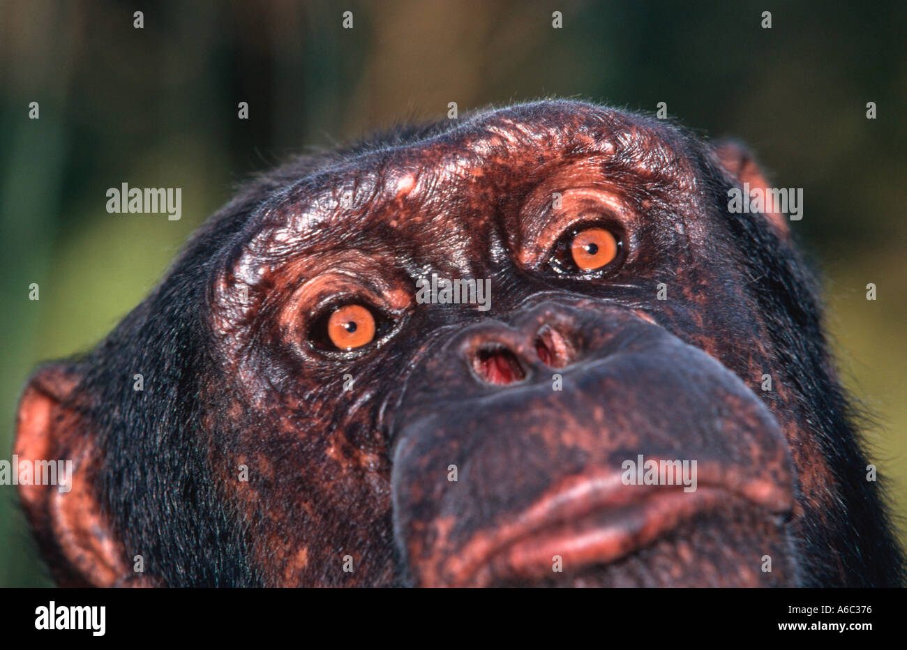 Schimpansen Pan Troglodytes Portrait Sambia West-Zentralafrika Stockfoto