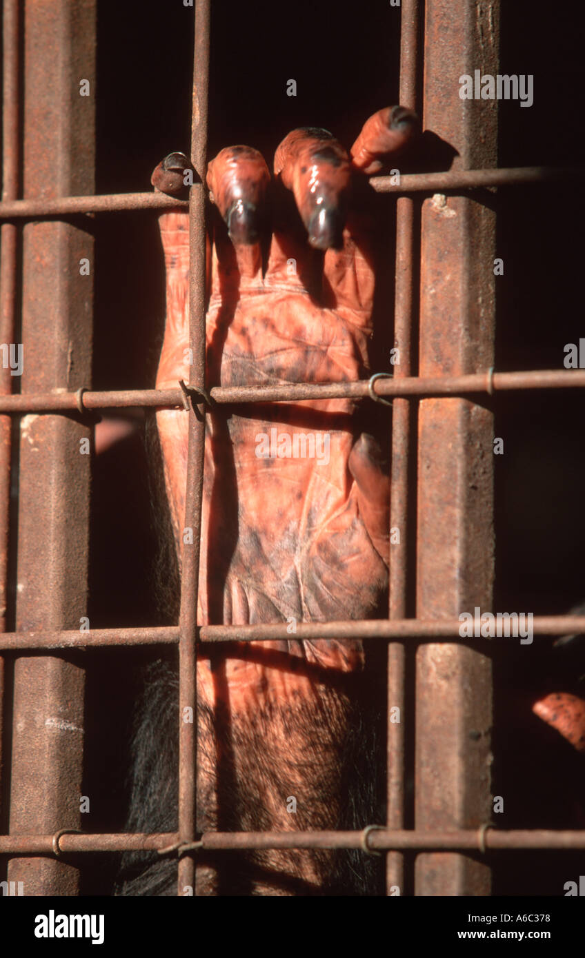 Schimpansen Pan Troglodytes Hand hinter Gittern Chimfunshi Schimpanse Waisenhaus Sambia West-Zentralafrika Stockfoto