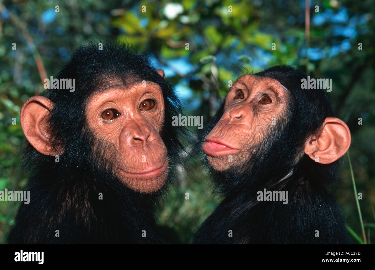 Schimpansen Pan Troglodytes junge verwaiste Schimpansen Chimfunshi Schimpanse Waisenhaus Sambia West-Zentralafrika Stockfoto