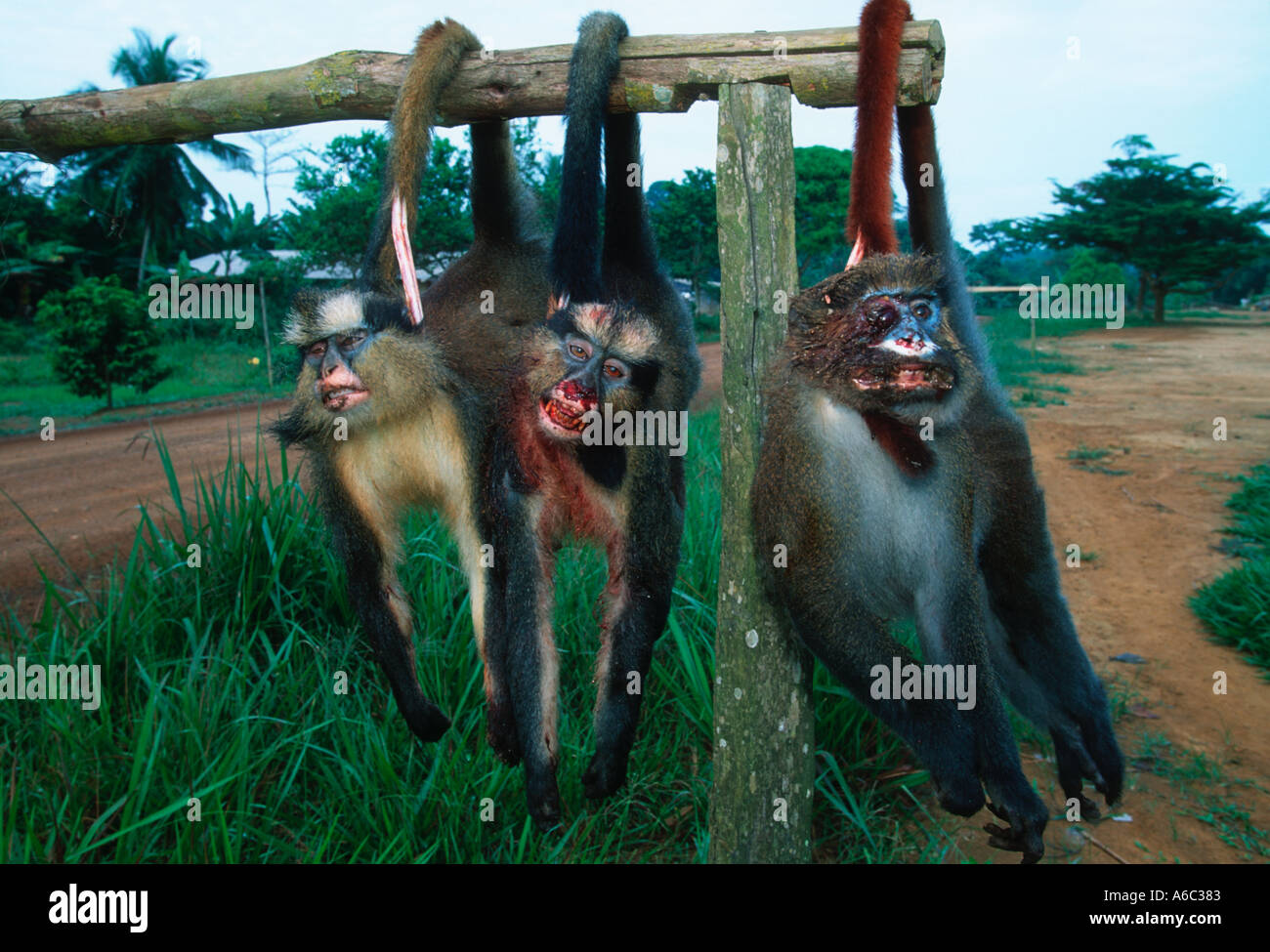 Erhaltung Fragen Buschfleisch Affen getötet von den Jägern der Aufenthaltskosten sind Display am Straßenrand zum Verkauf Zentralafrika Stockfoto