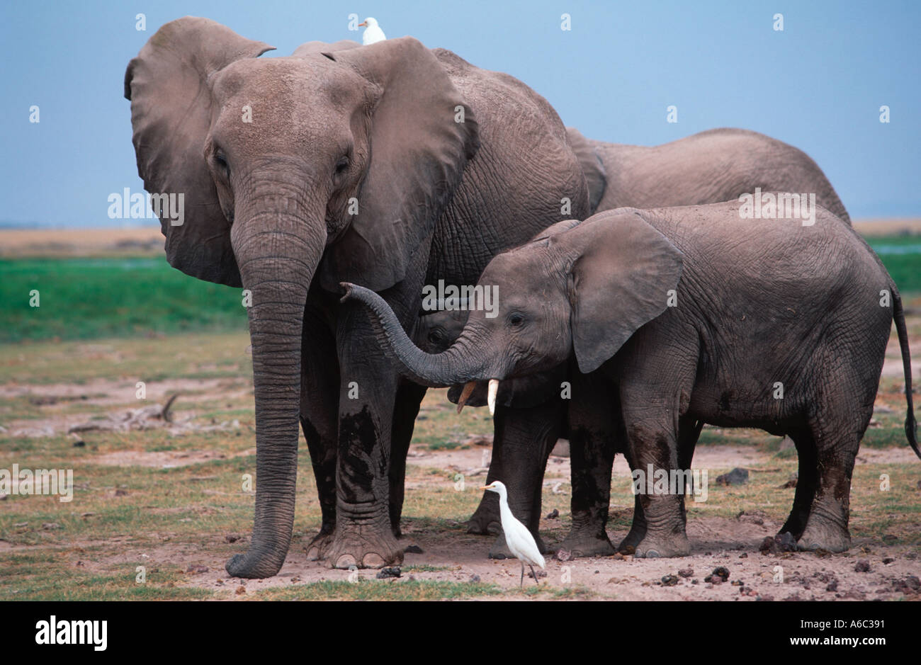 Afrikanischer Elefant Loxodonta Africana mit jungen Amboseli N P Kenia Sub-Sahara-Afrika Stockfoto