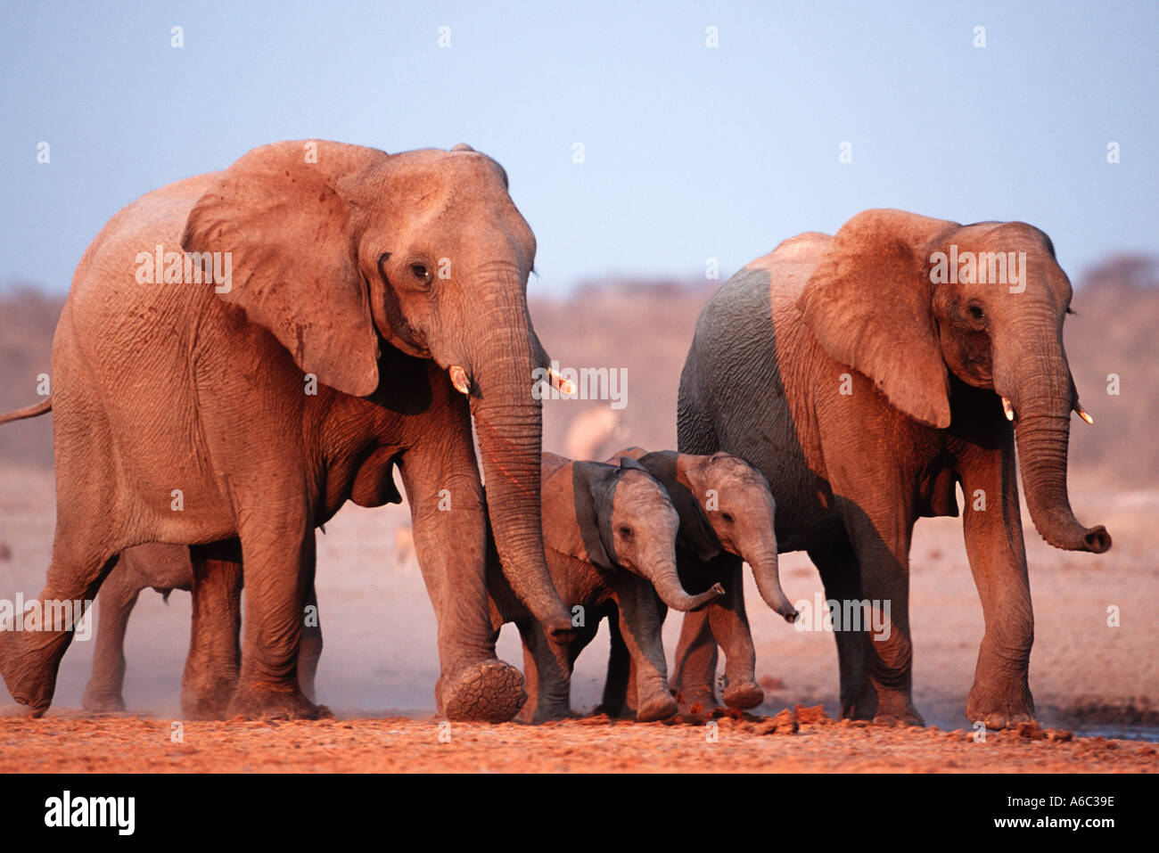 Afrikanischer Elefant Loxodonta Africana Familie Gruppe Etosha N P Namibia Sub-Sahara-Afrika Stockfoto
