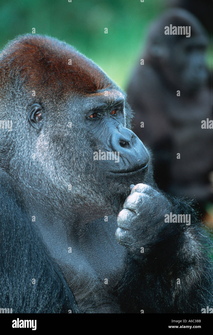 Flachlandgorilla Gorilla Gorilla Gorilla Portrait gefährdeten tropischen Regenwald westlichen Zentralafrika Stockfoto