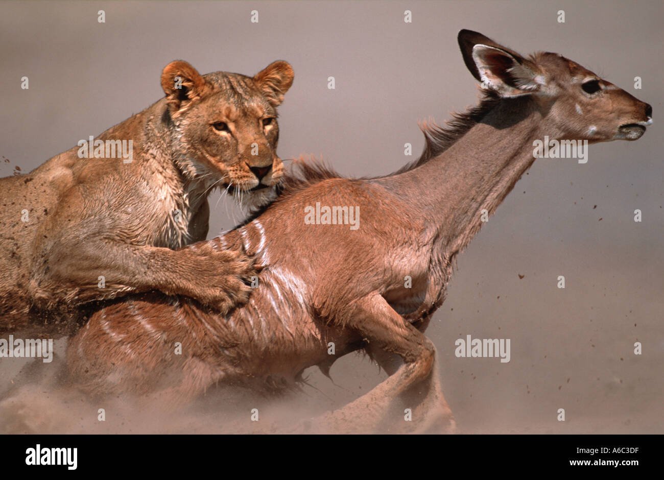 Löwe Panthera Leo Löwin bringt junge Kudu, Etosha N P Namibia Sub-Sahara-Afrika Stockfoto