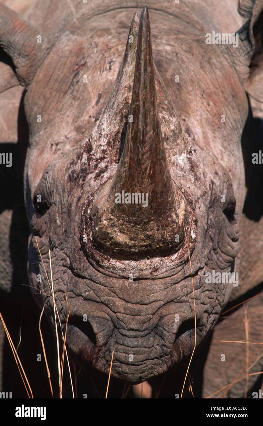 Black Rhinoceros Diceros Bicornis bedrohte Arten lokalisiert östlichen zentralen Südwestafrika Stockfoto