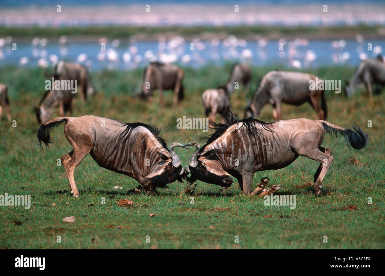 Blaue Gnus Connochaetes Taurinus Männchen kämpfen Amboseli N P Kenya südlichen Ostafrika Stockfoto