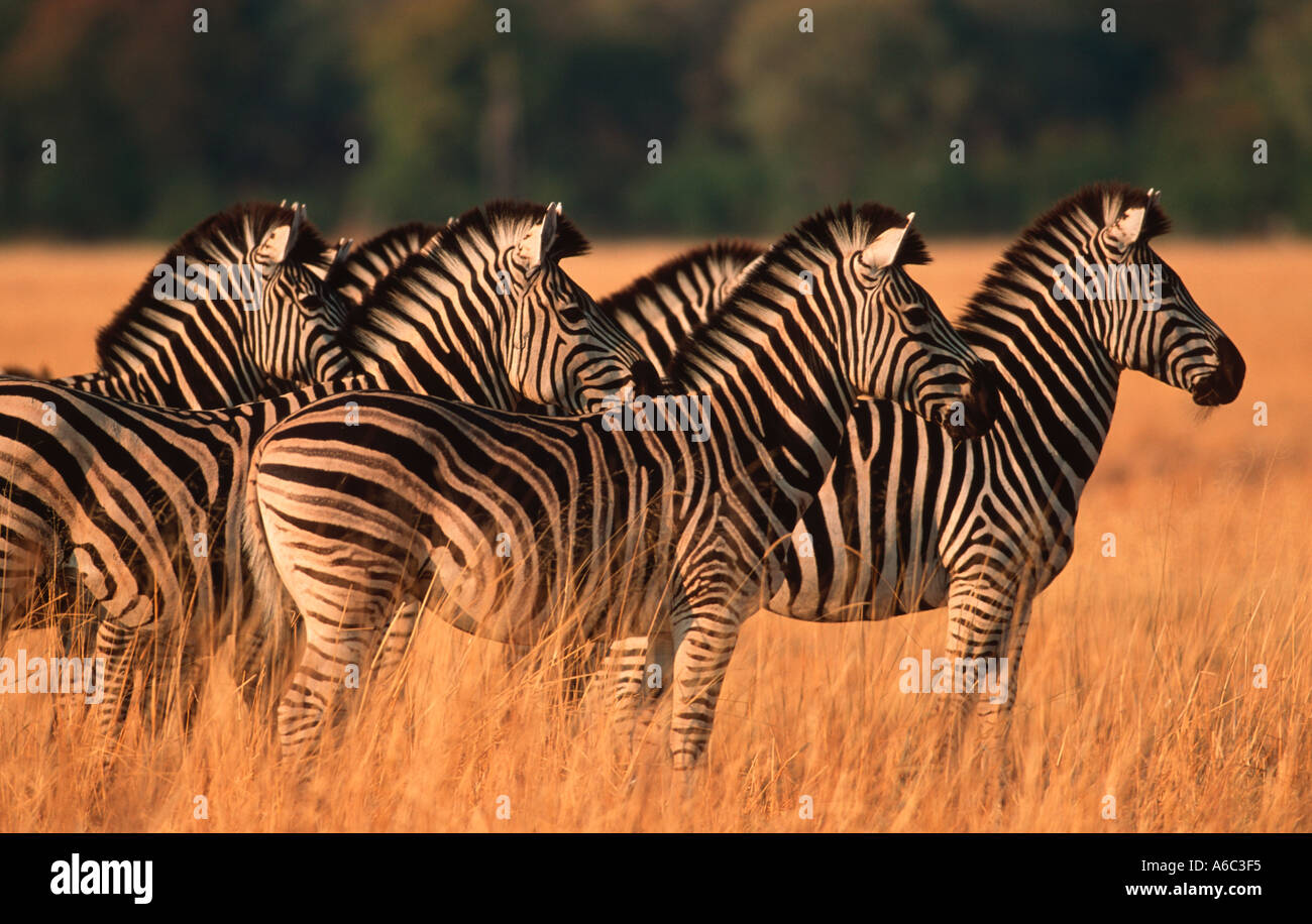Burchells Zebra Equus Burchelli Blick auf Löwen Okovango Delta Botswana zentralen östlichen Südafrika Stockfoto