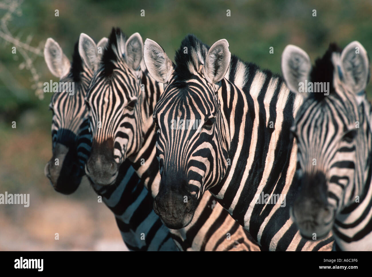 Burchell s Zebra Equus Burchelli Gruppe Zebras Leben in Familienfeiern von 5 bis 20 Tieren zentralen östlichen Südafrika Stockfoto