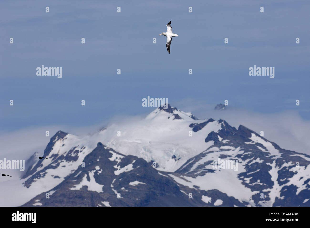 Wandering Albatros Diomedea Exulans und antarktischen Raubmöwen Catharacta Antarctica im Flug Süd-Georgien-Januar 2007 Stockfoto