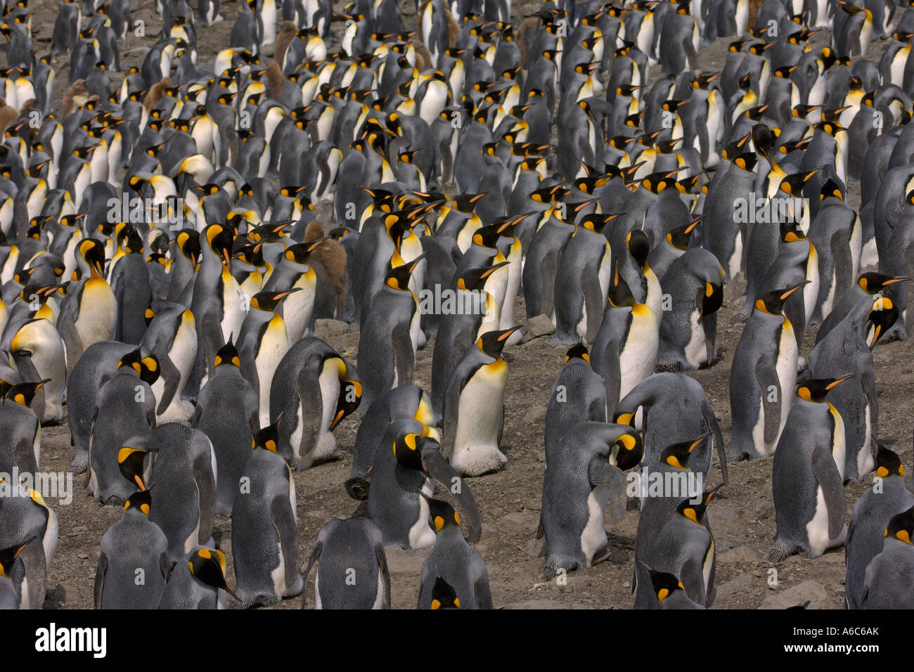 König Pinguin Aptenodytes Patagonicus Rookery in Salisbury Plain Südgeorgien Antarktis Januar 2007 Stockfoto