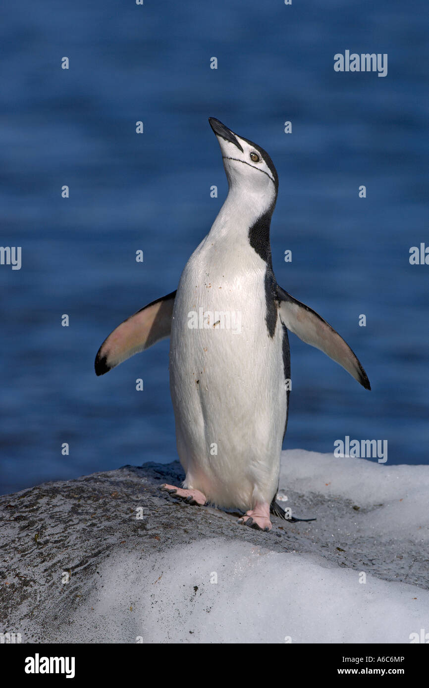 Kinnriemen Pinguin Pygoscelis Antarctica anzeigen Aitcho Inseln der Antarktis Januar 2007 Stockfoto