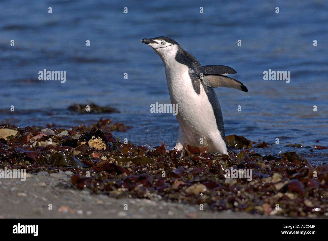 Kinnriemen Pinguin Pygoscelis Antarctica an Land kommen Aitcho Inseln der Antarktis Januar 2007 Stockfoto