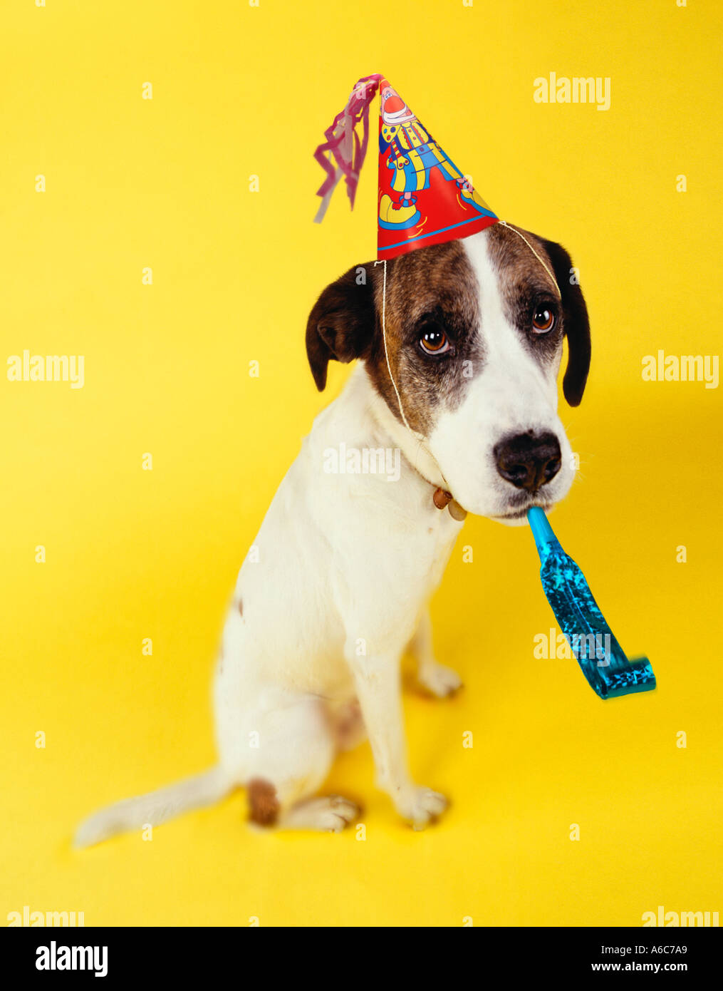 HUND MIT PARTYHUT UND QUIETSCHE Stockfoto